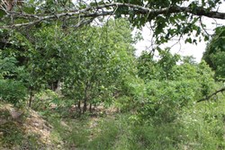 property photo for Cedar Ridge Ranch Tract 12, 5.1 acres for sale in Phelps County, Missouri