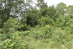 property photo for Cedar Ridge Ranch Tract 12, 5.1 acres for sale in Phelps County, Missouri