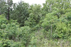 property photo for Cedar Ridge Ranch Tract 12, 5.1 acres for sale in Phelps County, Missouri