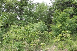property photo for Cedar Ridge Ranch Tract 12, 5.1 acres for sale in Phelps County, Missouri