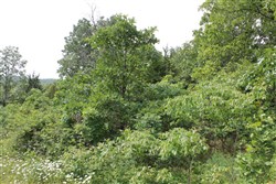 property photo for Cedar Ridge Ranch Tract 12, 5.1 acres for sale in Phelps County, Missouri