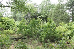 Cedar Ridge Ranch Tract 16