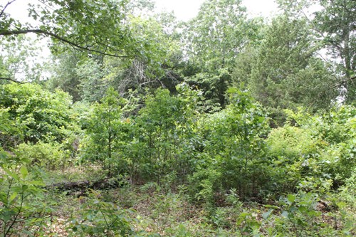 Cedar Ridge Ranch Tract 16