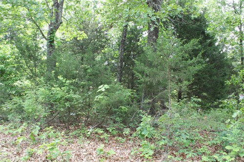 Cedar Ridge Ranch Tract 16