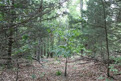 Cedar Ridge Ranch Tract 16