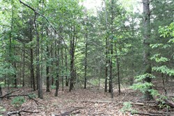 Cedar Ridge Ranch Tract 16