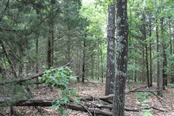 Cedar Ridge Ranch Tract 16