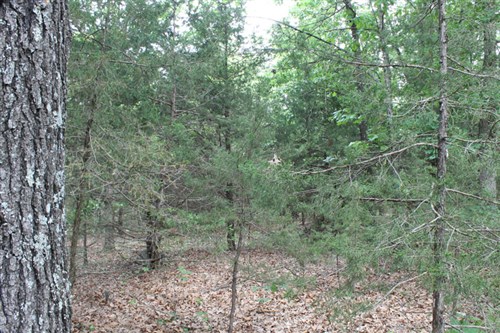Cedar Ridge Ranch Tract 34