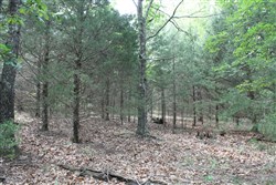 Cedar Ridge Ranch Tract 34