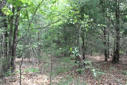 Cedar Ridge Ranch Tract 34