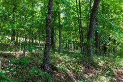 Cypress Ridge Tract 1