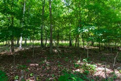 Cypress Ridge Tract 1