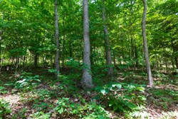 Cypress Ridge Tract 1