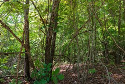 Cypress Ridge Tract 11