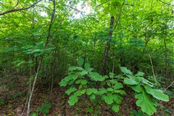 Cypress Ridge Tract 19