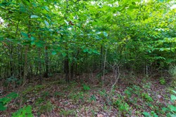 Cypress Ridge Tract 19