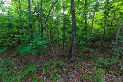 Cypress Ridge Tract 19