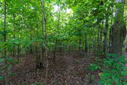 Cypress Ridge Tract 19