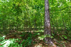 Cypress Ridge Tract 2