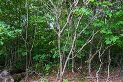 Cypress Ridge Tract 20
