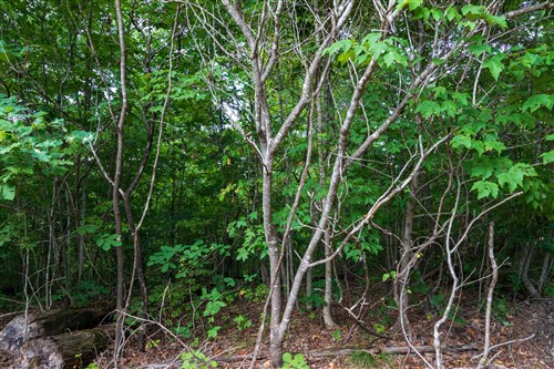 Cypress Ridge Tract 20