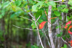 Cypress Ridge Tract 20