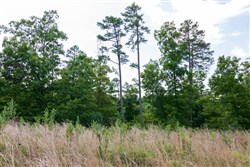 Cypress Ridge Tract 20