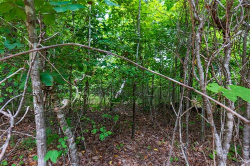 Cypress Ridge Tract 21