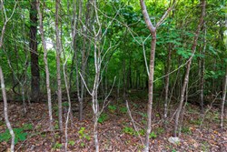 Cypress Ridge Tract 21