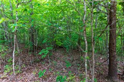 Cypress Ridge Tract 21