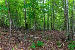 Cypress Ridge Tract 22