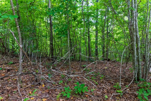 Cypress Ridge Tract 22