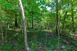 property photo for Cypress Ridge Tract 31, 11.37 acres for sale in Reynolds County, Missouri