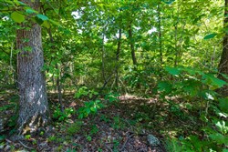 property photo for Cypress Ridge Tract 31, 11.37 acres for sale in Reynolds County, Missouri