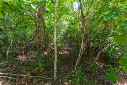 Cypress Ridge Tract 32