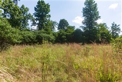 Cypress Ridge Tract 33