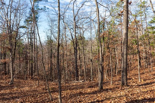 Cypress Ridge Tract 39