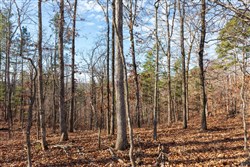 Cypress Ridge Tract 39