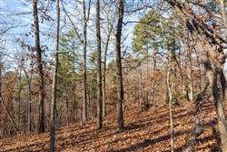 Cypress Ridge Tract 39