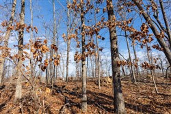 Cypress Ridge Tract 40