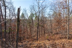 Cypress Ridge Tract 40