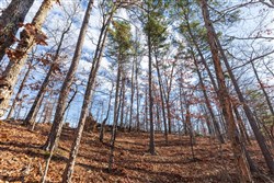 Cypress Ridge Tract 40