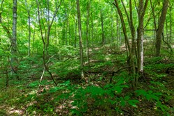 Cypress Ridge Tract 6