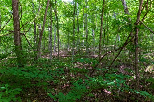 Cypress Ridge Tract 6