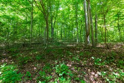 Cypress Ridge Tract 6