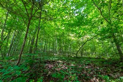 Cypress Ridge Tract 6