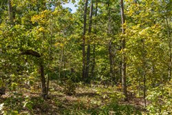 property photo for Fox Hollow Tract 2, 3.15 acres for sale in Reynolds County, Missouri
