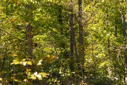 property photo for Fox Hollow Tract 2, 3.15 acres for sale in Reynolds County, Missouri