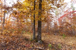 Hawkcrest Tract 36