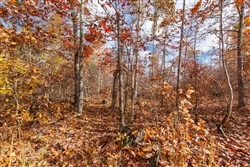 property photo for Hawkcrest Tract 39, 8.34 acres for sale in Reynolds County, Missouri
